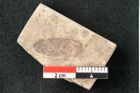 Foto (Detailansicht) von Pinus holothana Unger (NHMW-GEO-2024-0188-8080)